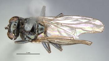 Media type: image;   Entomology 11165 Aspect: habitus dorsal view